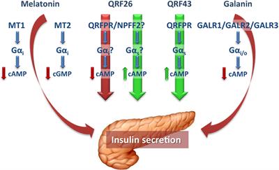 Role of Melatonin, Galanin, and RFamide Neuropeptides QRFP26 and QRFP43 in the Neuroendocrine Control of Pancreatic β-Cell Function